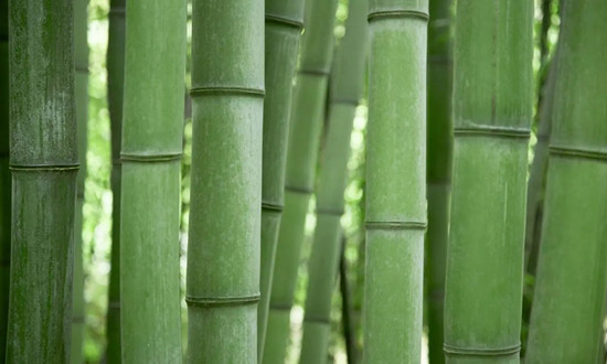 竹纖維行業(yè)產(chǎn)業(yè)鏈分析 竹纖維行業(yè)現(xiàn)狀及前景預(yù)測(cè)2023