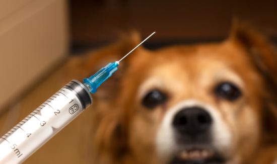 中國狂犬疫苗行業(yè)市場調研2023  狂犬疫苗出口市場廣闊