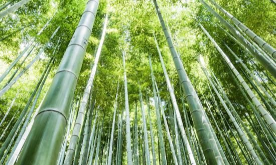 竹業(yè)行業(yè)市場(chǎng)分析：竹產(chǎn)業(yè)發(fā)展?jié)摿薮?>
</a>
</p>
<div   id=