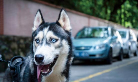 2023年狂犬疫苗行業(yè)市場深度調研 兩部門印發(fā)狂犬病暴露預防處置工作規(guī)范