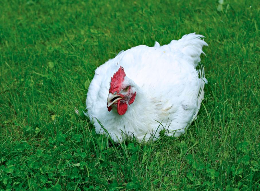 2023全國家畜飼料企業(yè)集團(tuán)經(jīng)營形勢(shì)