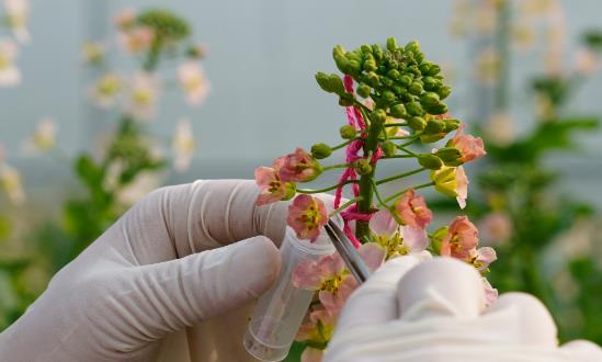 2024高通量、智能化促進(jìn)高質(zhì)量生物育種創(chuàng)新應(yīng)用生物育種行業(yè)投資機(jī)會(huì)：