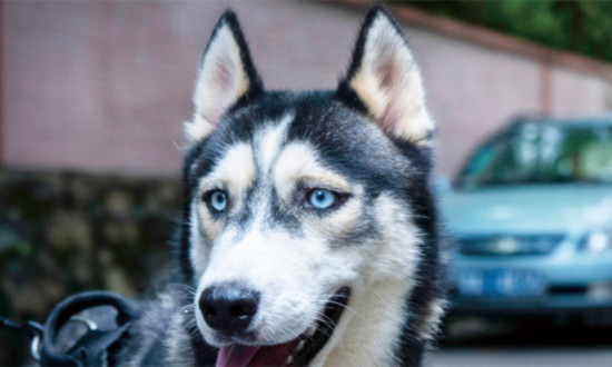 人用狂犬病疫苗屬于剛性需求 狂犬疫苗行業(yè)格局及市場風險分析