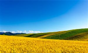 新疆農(nóng)業(yè)行業(yè)市場發(fā)展分析：2024年新疆糧食生產(chǎn)目標再增100萬噸