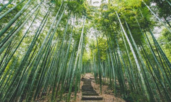 竹子行業(yè)市場供需格局及未來趨勢預(yù)測2024
