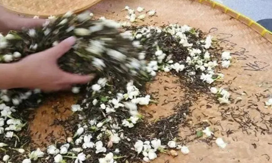 一朵花綻放百億產(chǎn)值 2024茉莉花茶行業(yè)市場(chǎng)前景預(yù)測(cè)