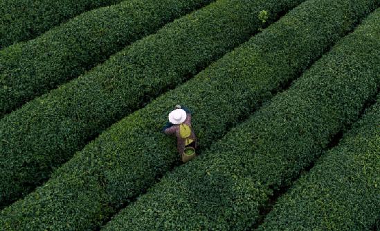 2024年中國茶葉行業(yè)市場分析報(bào)告：消費(fèi)者需求日益多樣化