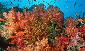 海洋生物2025年海洋生物行業(yè)發(fā)展調(diào)研報(bào)告：藍(lán)色經(jīng)濟(jì)的戰(zhàn)略新引擎